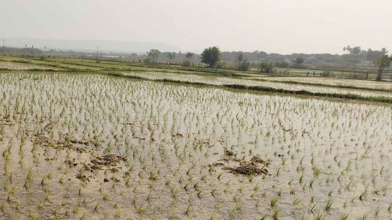 ఓసీ నీరే సాగునీరు..!