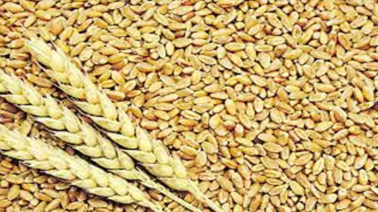 గోధుమల నిల్వలపై కేంద్రం పరిమితులు