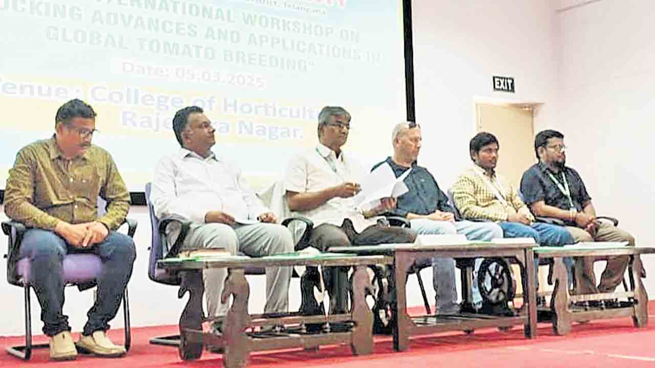 టమాటలో నూతన హైబ్రిడ్‌ రకాలు అవసరం