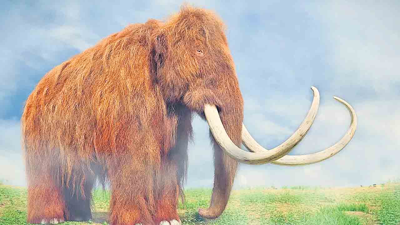Mammoth Elephants | జడల ఏనుగులకు పునర్జన్మ.. జురాసిక్‌ పార్కు సినిమాలో జరిగినట్టే.. నిజ జీవితంలోనూ సాధ్యపడుతుందా?