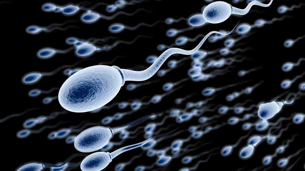 Sperm Quality | ఇది తెలుసా.. వీర్య కణాల నాణ్యతకు.. దీర్ఘాయువుకు మధ్య సంబంధం?