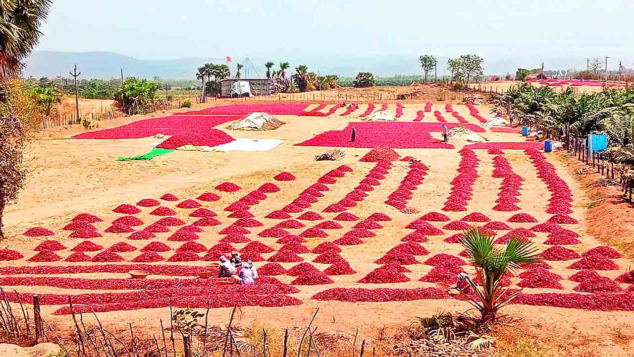 వరికి బోనస్‌ బోగస్‌ మిర్చి ధర ఢమాల్‌