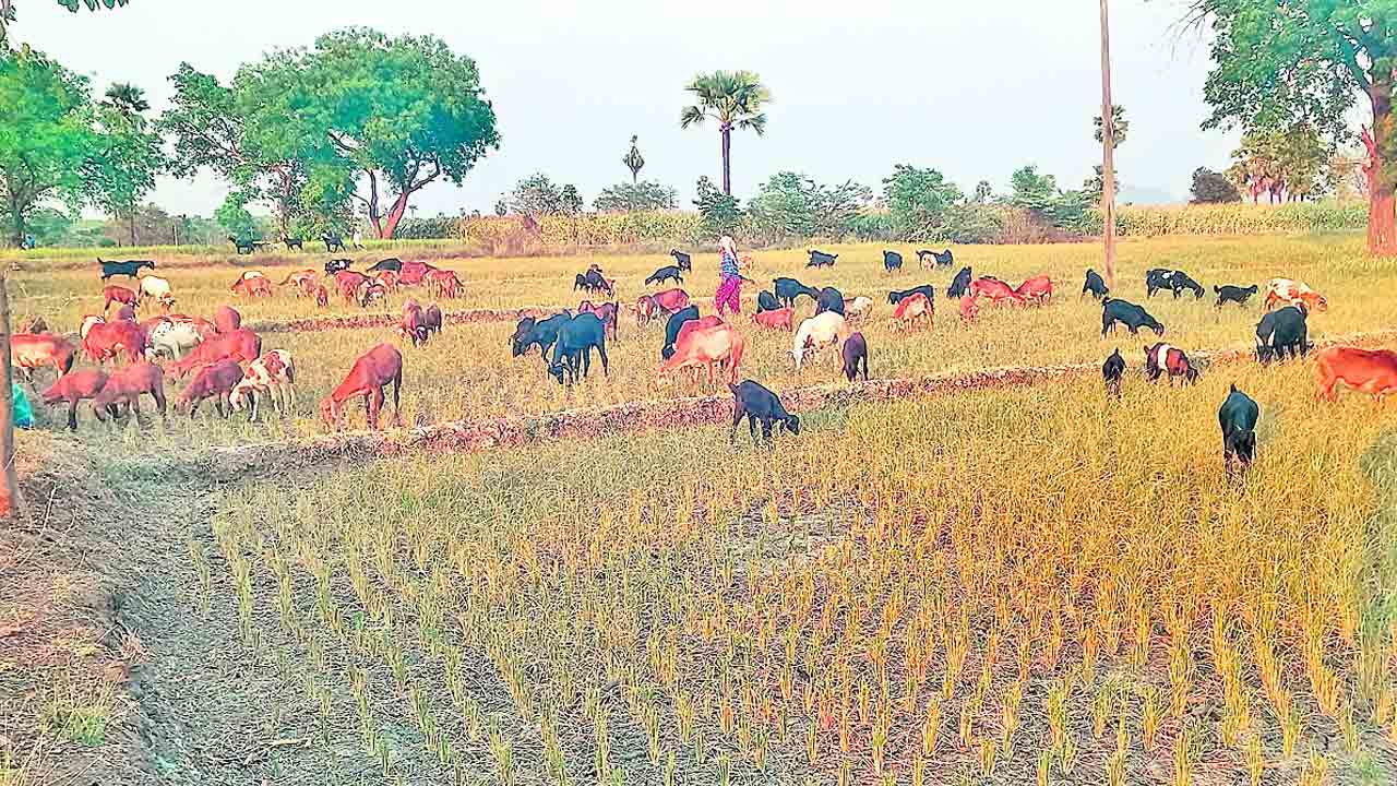 ఎండిన ఆకేరు.. దూపతండా కన్నీరు