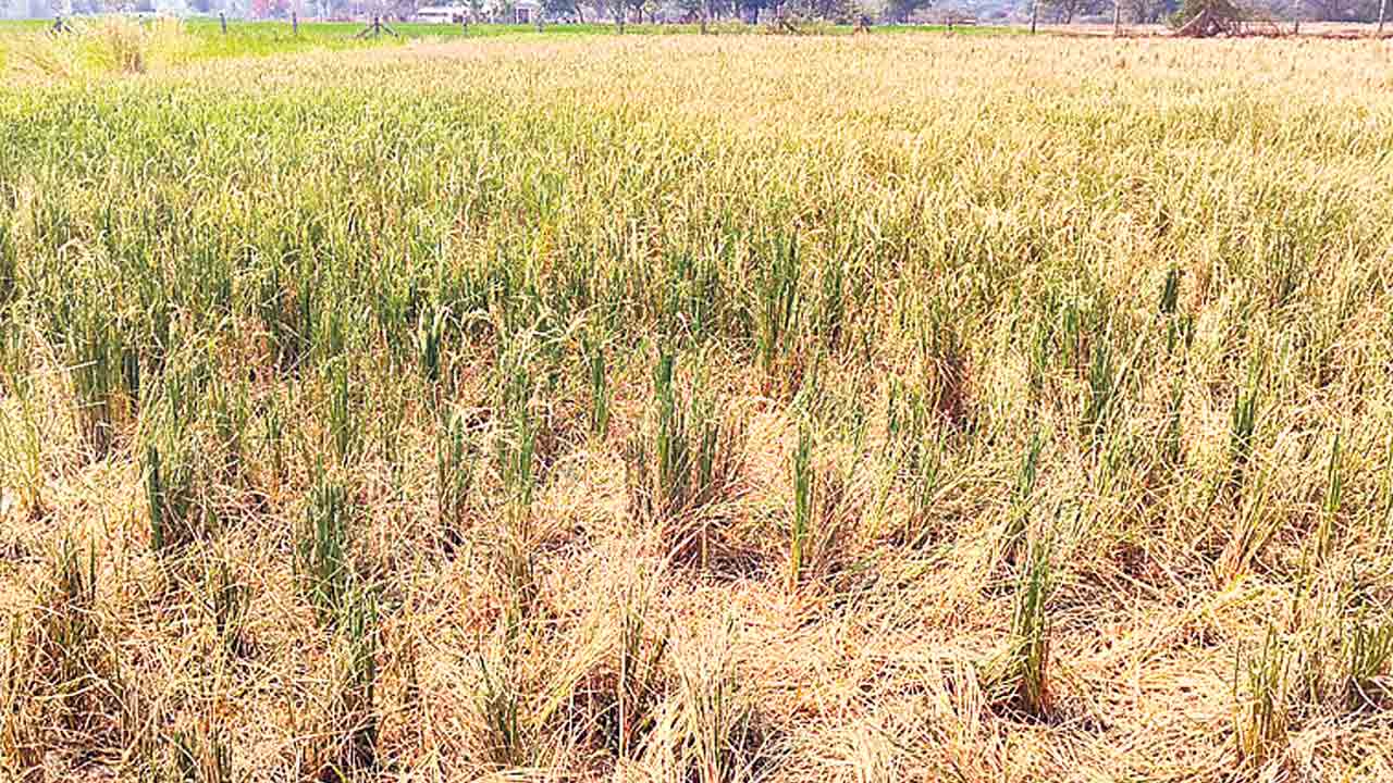 అడుగంటిన ఆశలు