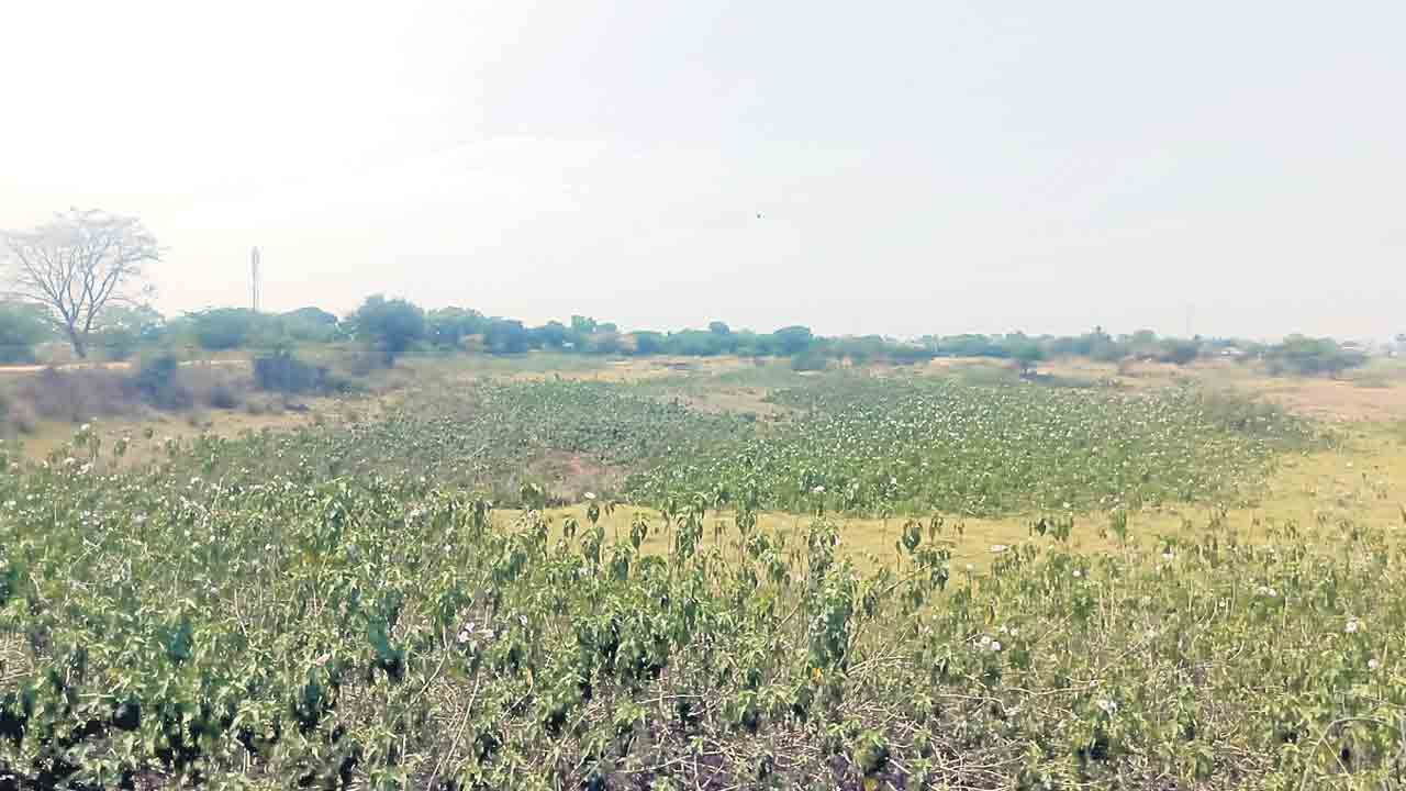 అడుగంటిన ఆశలు