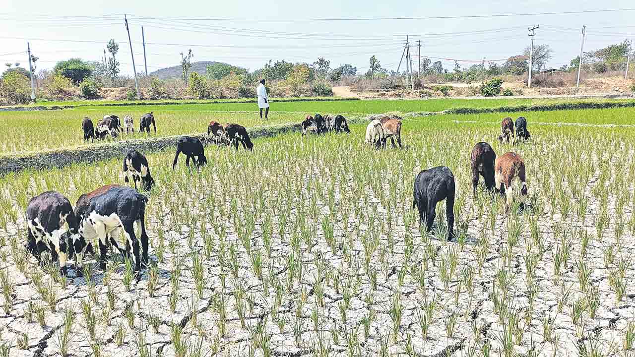 పశువులకు మేతగా ఎండిన వరి చేను