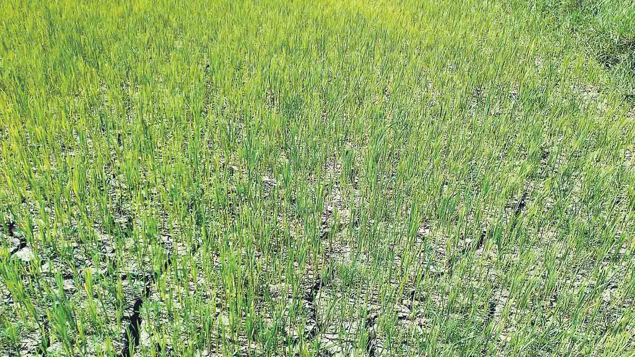 నీళ్లు లేక నెర్రెలు వారుతున్న పొలాలు