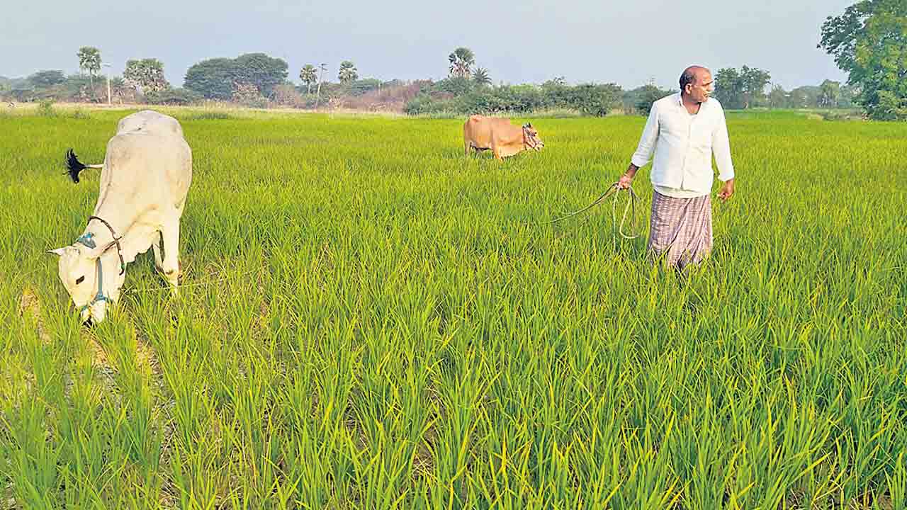 రైతు కష్టం.. పశువుల పాలు