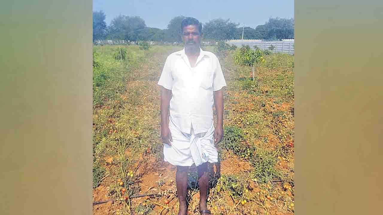 టమాట రైతు ఢమాల్‌