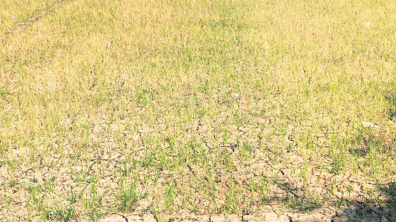 చి‘వరి’కి అందని కడెం నీరు