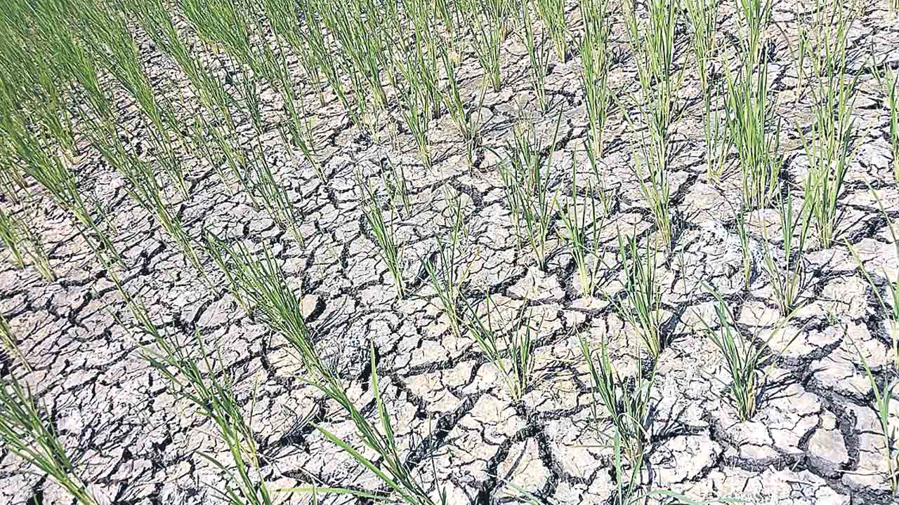 అడుగంటిన బోర్లు.. ఎండిన పొలాలు