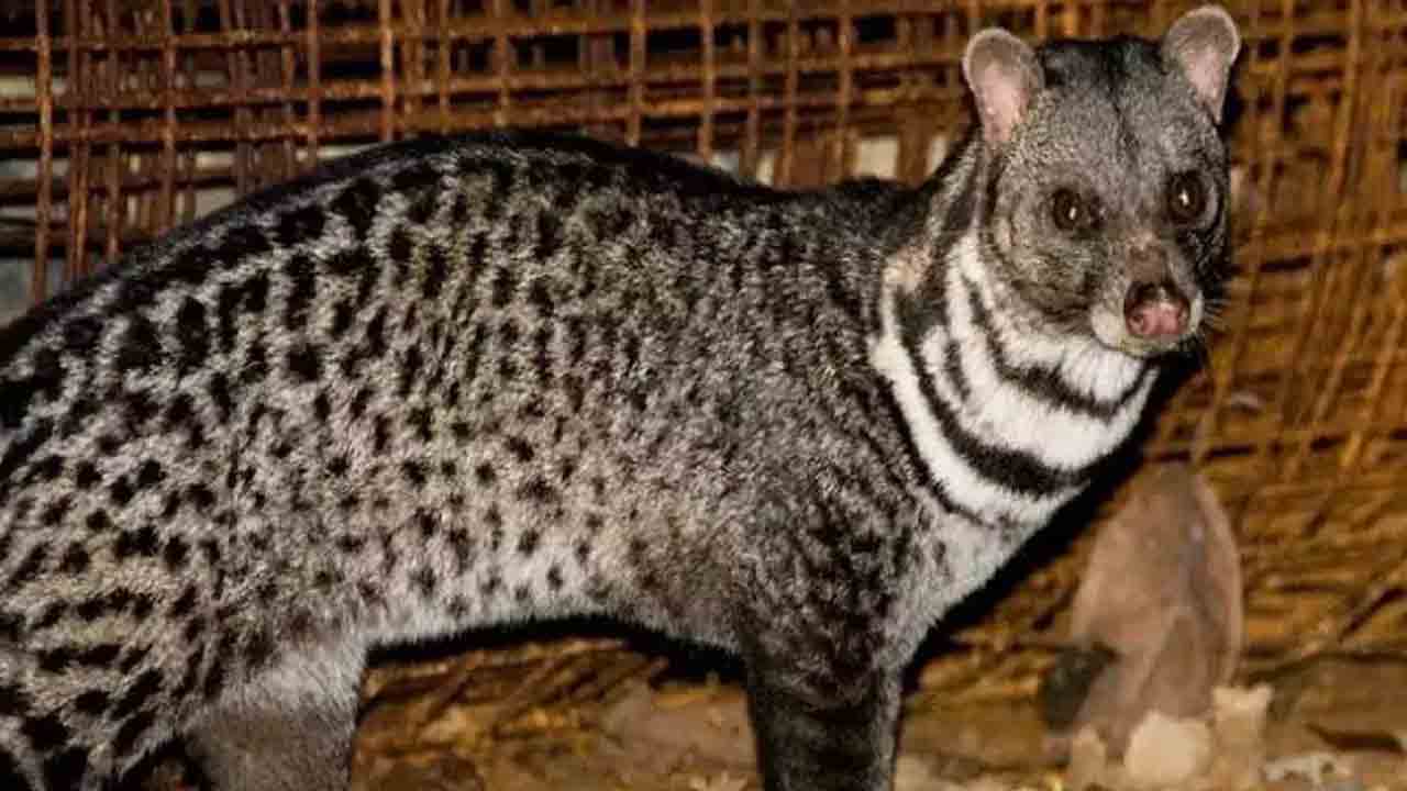 జనావాసాల్లోకి పునుగు పిల్లి