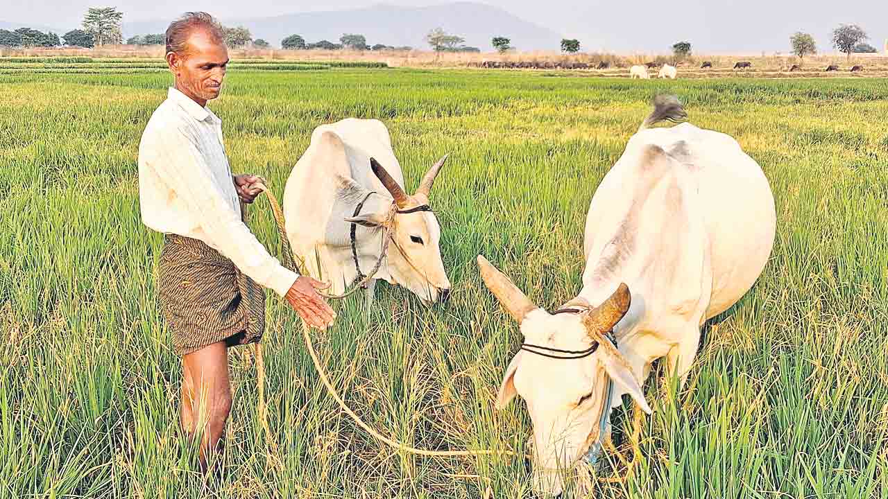 నీళ్లు లేక.. పంట జీవాల పాలు