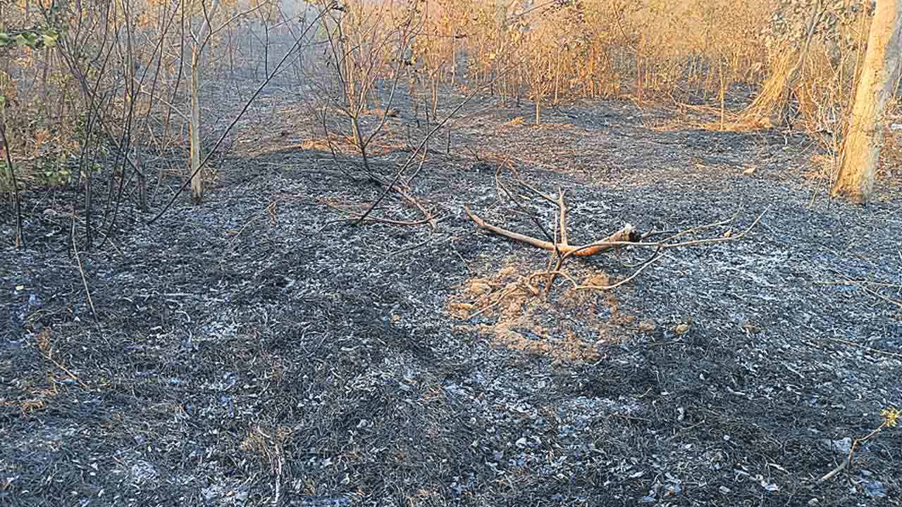 ఫైర్‌లైన్స్‌కు నిధులేవి..? అడవికి రక్షణేది?