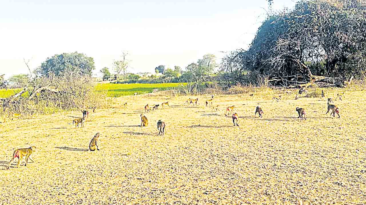 కోతుల కిష్కిందకాండ