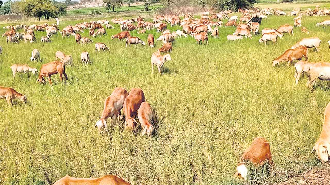 Telangana | కోతకు ముందే మేతకు.. విస్తారంగా వానలుకురిసినా అడుగంటిన జలాశయాలు.. నీరందక ఎండుతున్న పొలాలు !