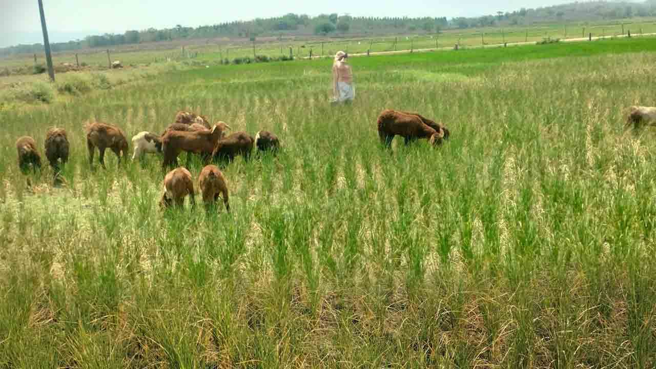 రోళ్లపాడు కింద నెర్రెలు