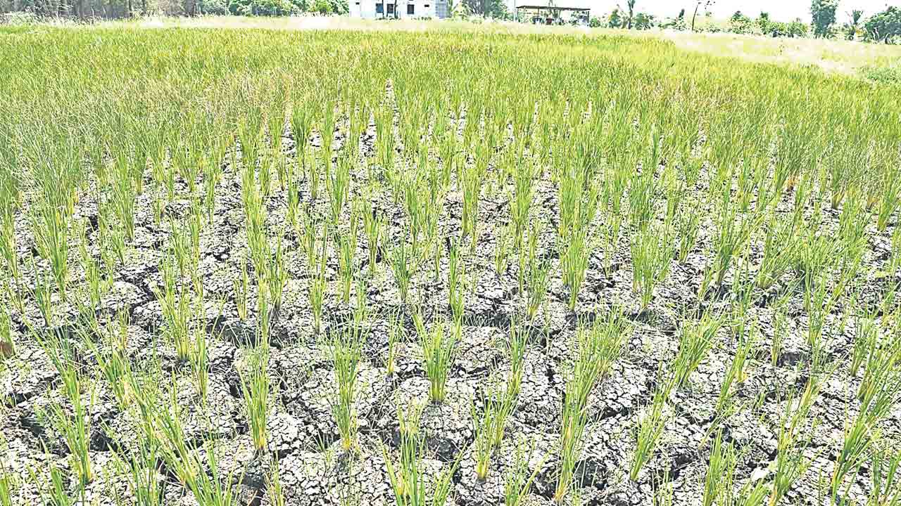 నీళ్లులేక రైతుకంట కన్నీళ్లు