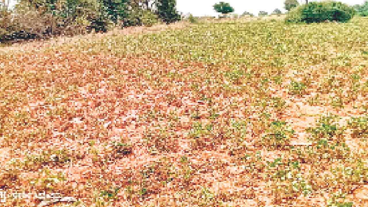 కాల్వ పారకపాయే.. పంటలు ఎండిపాయే..