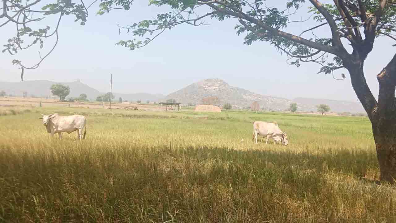 ఎండుతున్న బోర్లు.. చేతికిరాని పంటలు