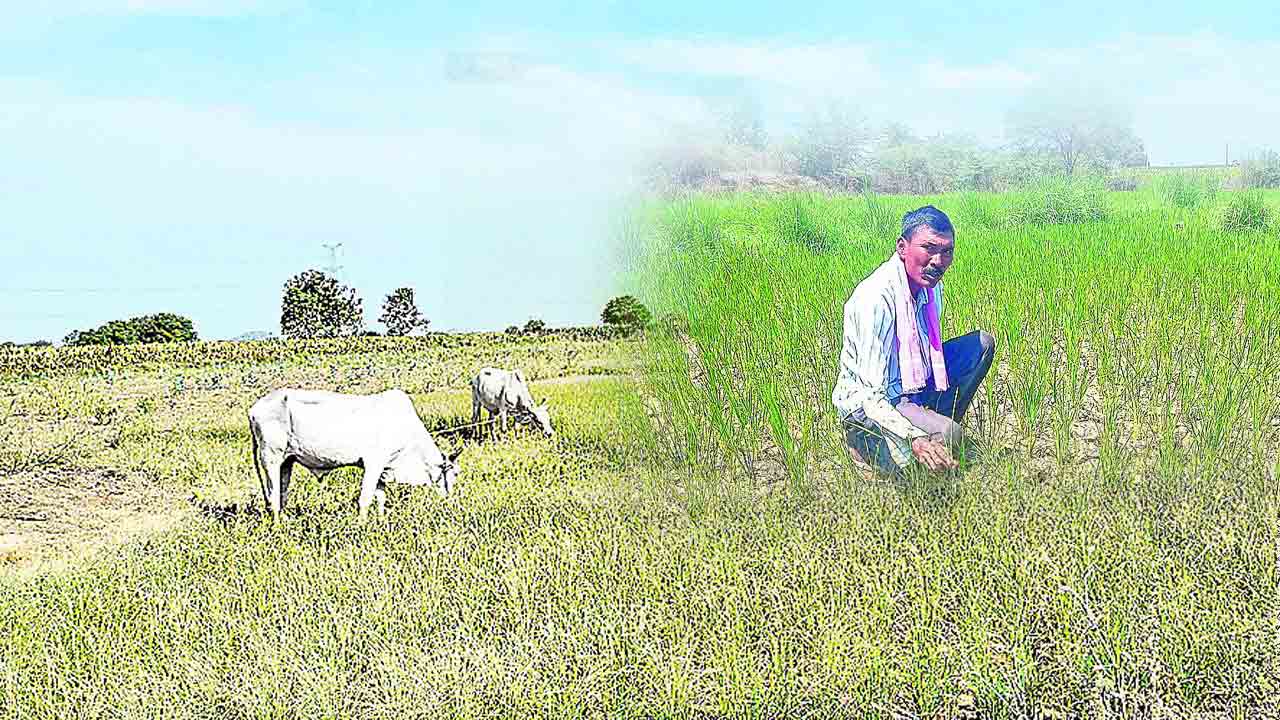 కాల్వ పారదు.. పొలాలకు నీరు చేరదు