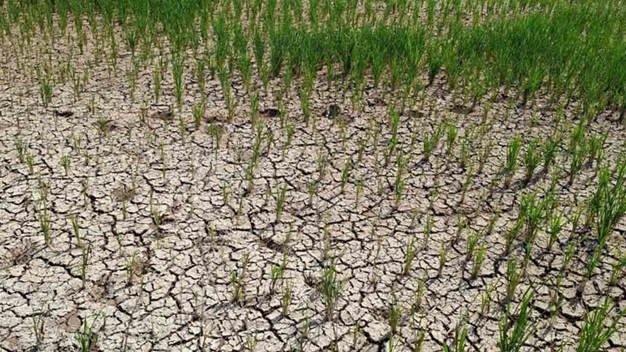 పంట ఎండుముఖం.. అన్నదాత ఆందోళన