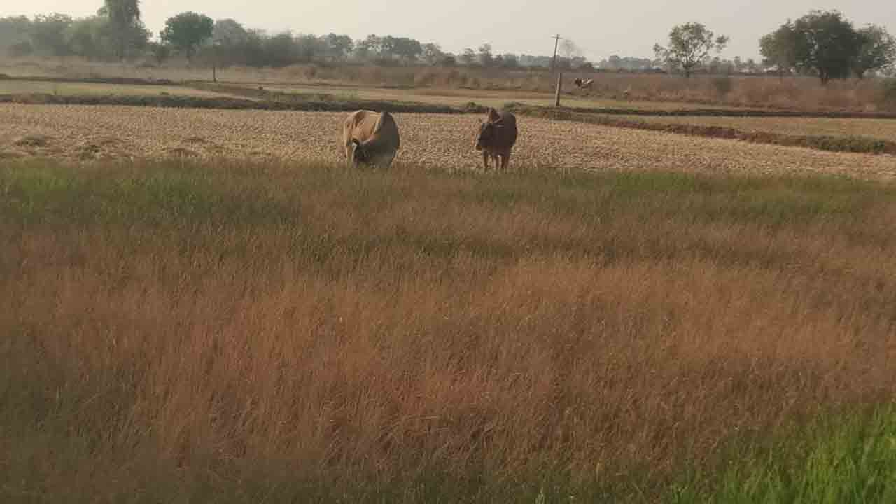 పంటల బీమా ఏమాయె ?