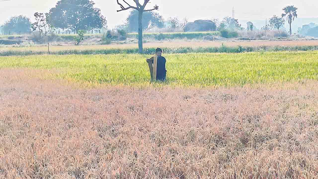 అడుగంటిన ఆశలు