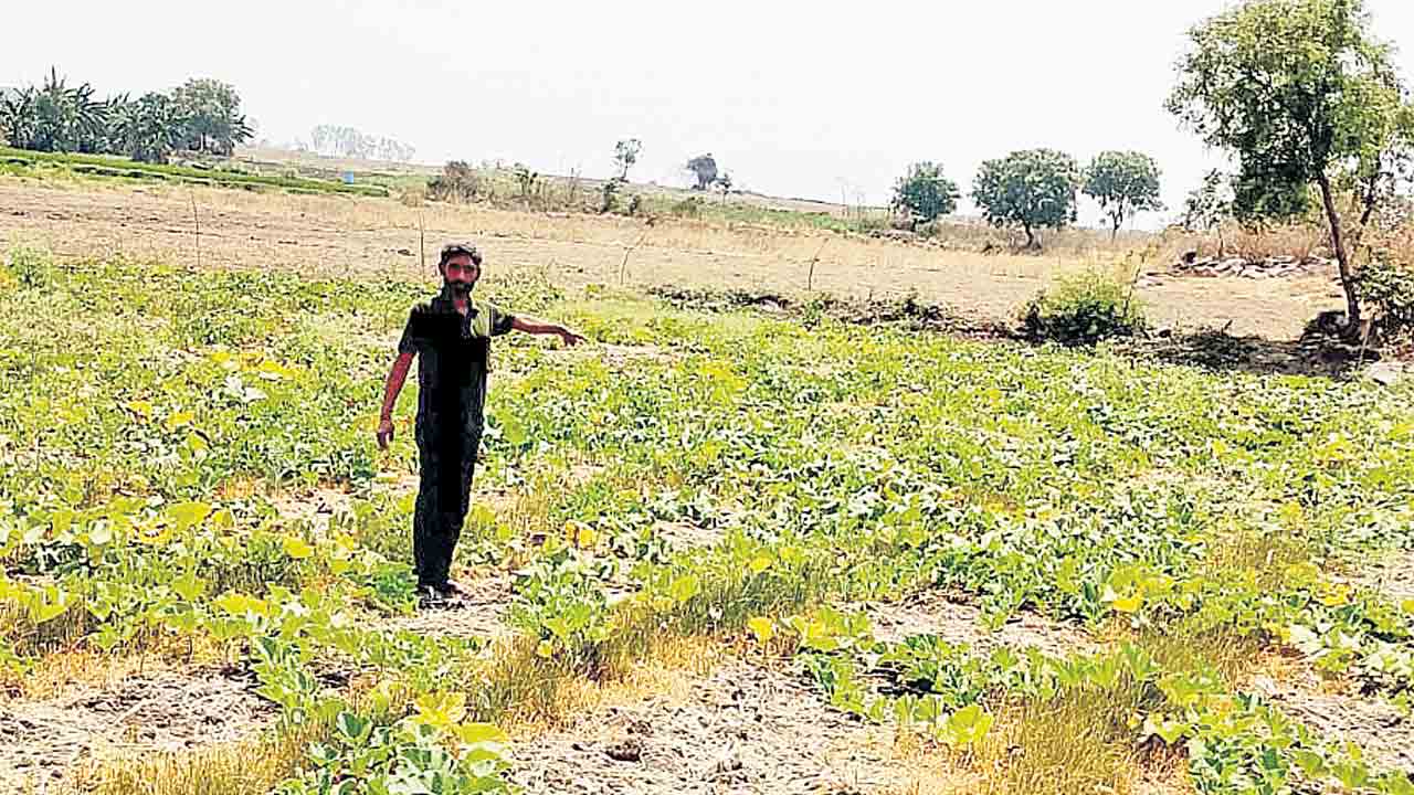 విద్యుత్‌ అధికారుల తీరుతో రైతుకు తీవ్ర నష్టం