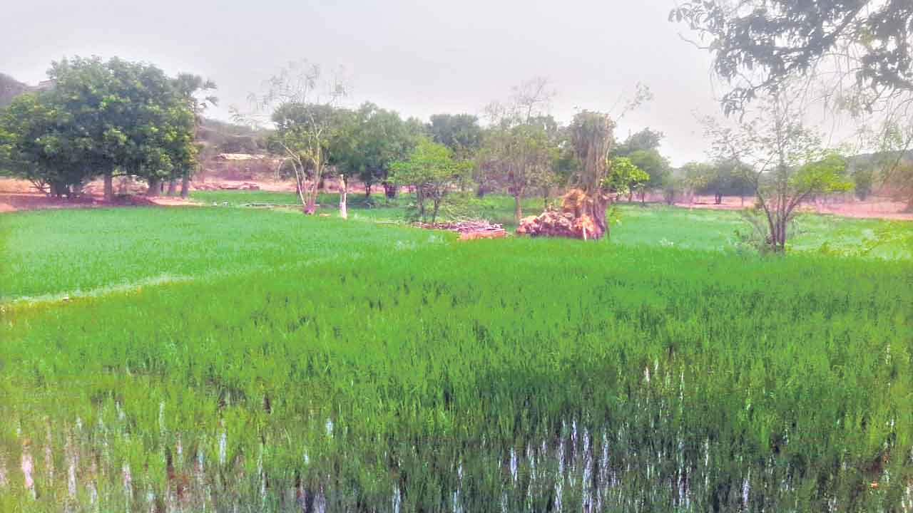 Land Acquisition | పచ్చటి పంట పొలాల్లో పారిశ్రామిక చిచ్చు.. 821 ఎకరాల భూసేకరణకు కాంగ్రెస్‌ సర్కారు సిద్ధం