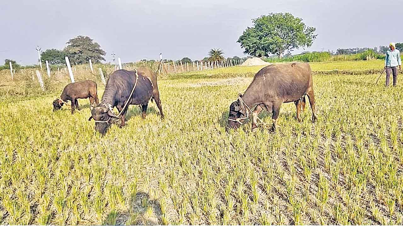 పశువులకు మేతగా వరి పొలాలు