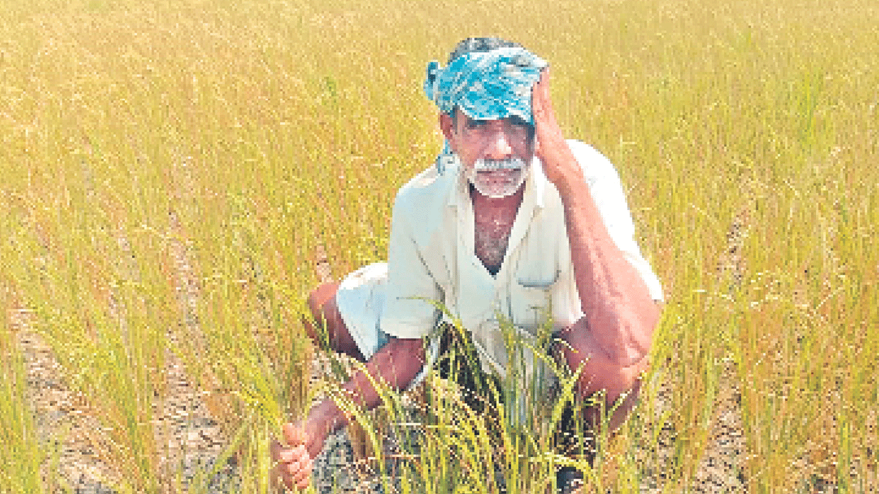 ఆశలు ఆ వరి.. ముదురుతున్న ఎండలు.. ఎండుతున్న పొలాలు