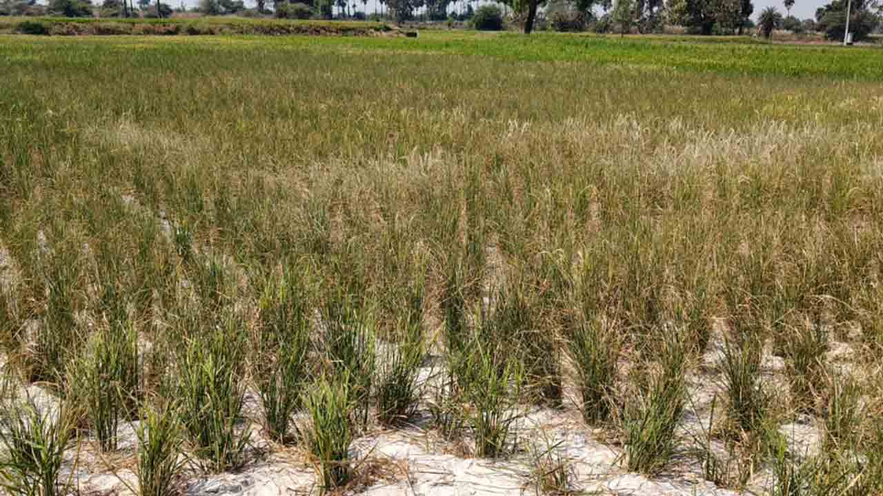 నీళ్లులేక బీళ్లుగా మారిన పొలాలు