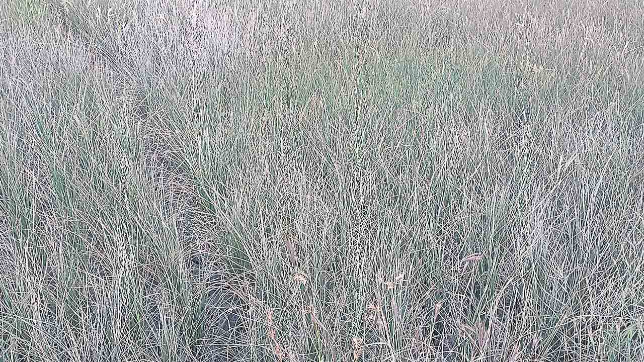 ఎత్తిపోయిన బోర్లు ఎండిన పంటలు