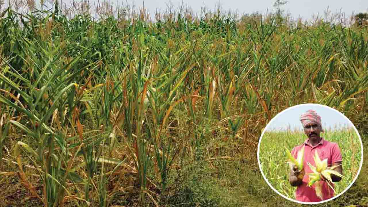 పైరు ఎండుతోంది !