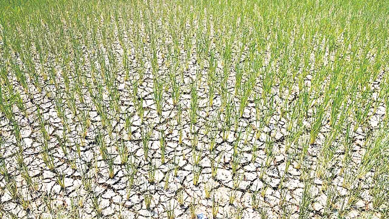 మా పొలాలకు నీళ్లియ్యరా?