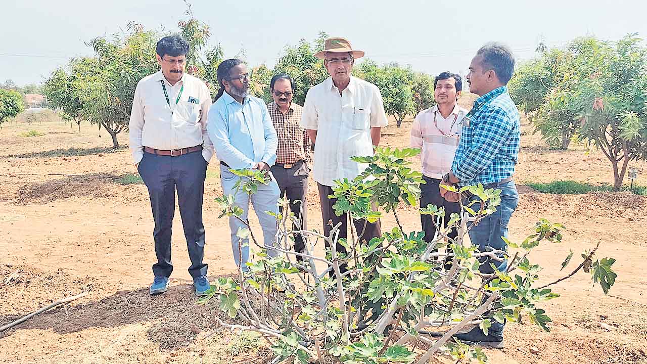 ‘ఉద్యాన మోడల్‌’తో కూరగాయల సాగు