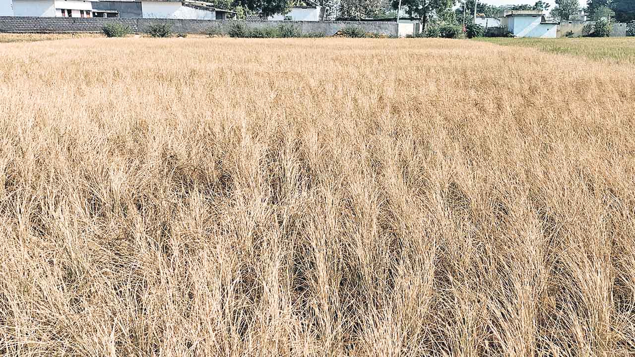 Suryapeta | నీళ్లు లేక ఇల్లిడిసిపోతున్నం! మారుతున్న పల్లెల ముఖచిత్రాలు