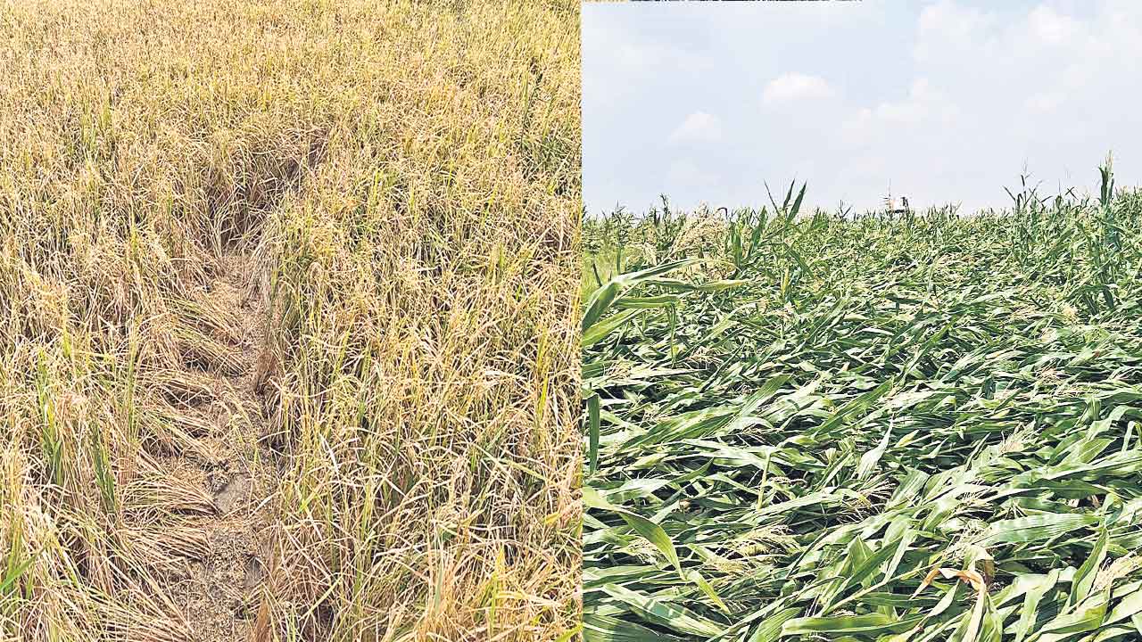 ఒరిగిన వరి.. నేలపాలైన మక్క