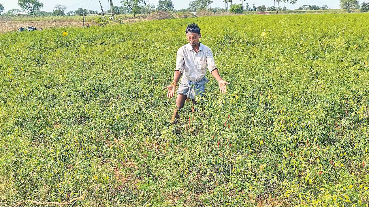 Telangana | కాంగ్రెస్‌ సర్కారు నిర్లక్ష్యం.. రాష్ట్రంలో సాగు సంక్షోభం.. ఫొటోలు