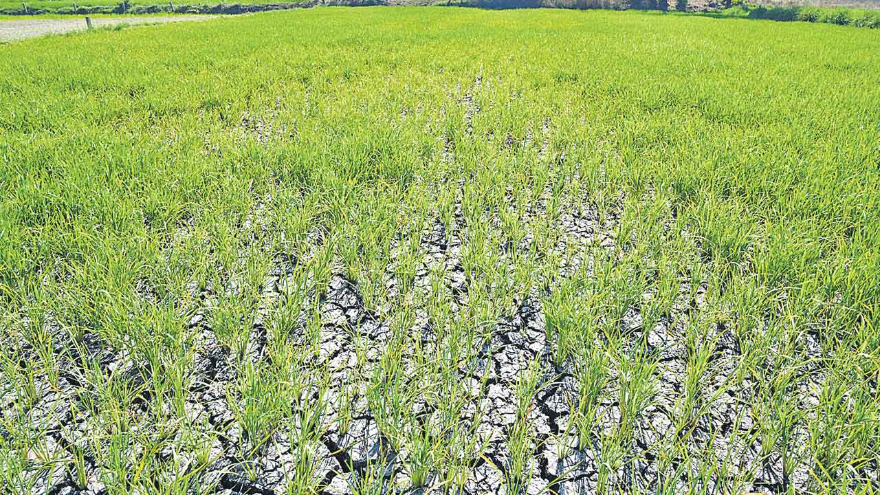 ఎస్సారెస్పీ చివరికి అందని సాగునీరు