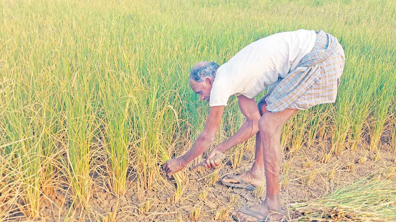 Telangana | నెల గడిచేదెట్ల?.. అడుగంటిన జలాశయాలు.. పొట్ట దశలో వరి పొలాలు