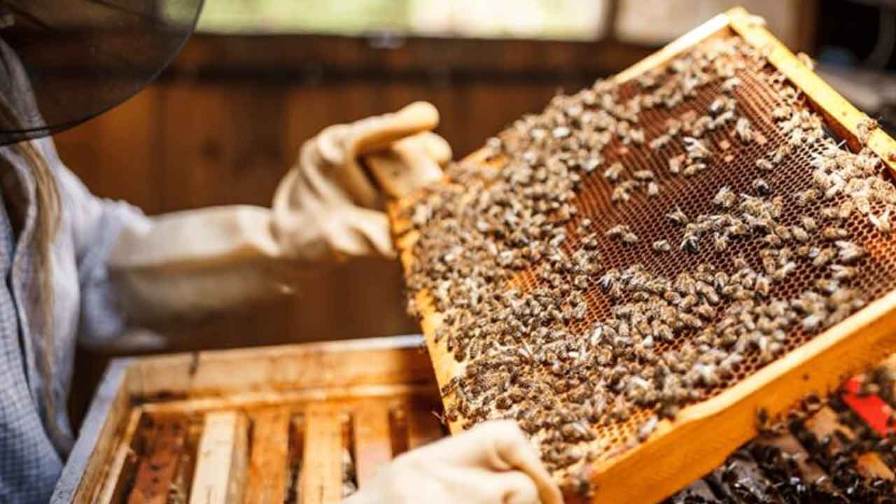 వ్యవసాయాధారిత పరిశ్రమగా తేనెటీగల పెంపకం