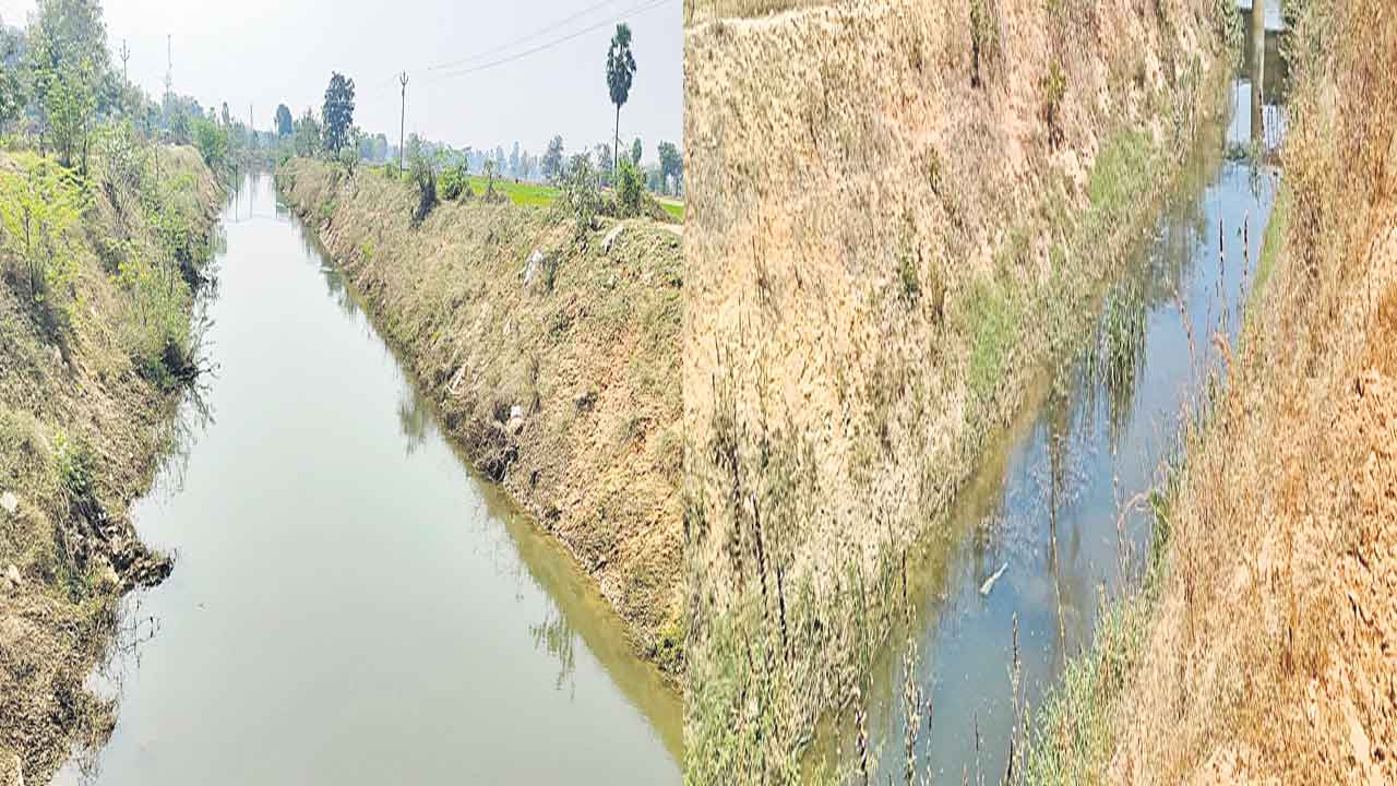 ఇదీ ఎస్సారెస్పీ కాల్వల్లో సాగునీటి పరిస్థితి