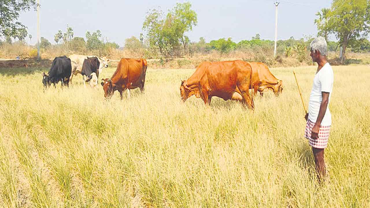 బలిపీఠం పై బక్క రైతు