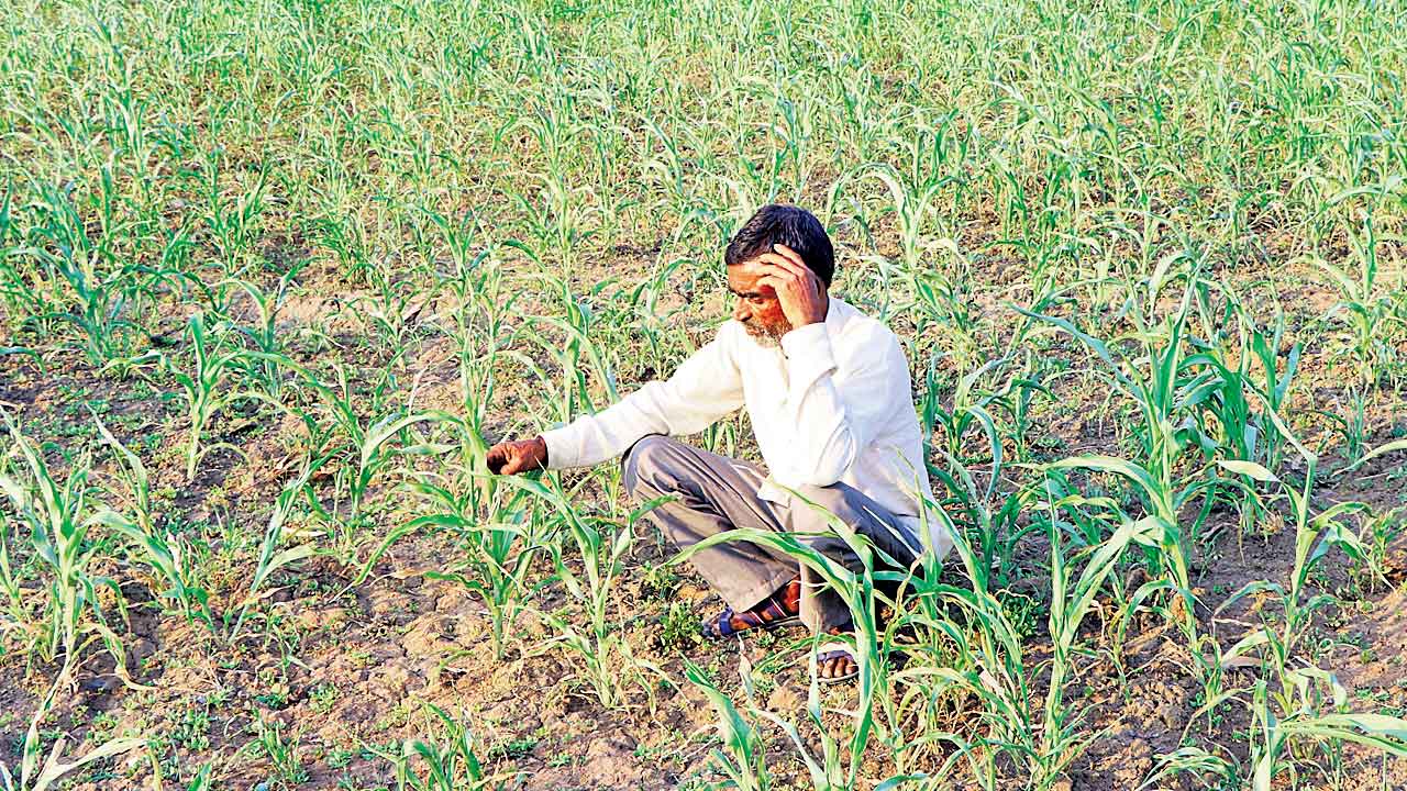 చేతికొచ్చిన పంట ..మేతకు..