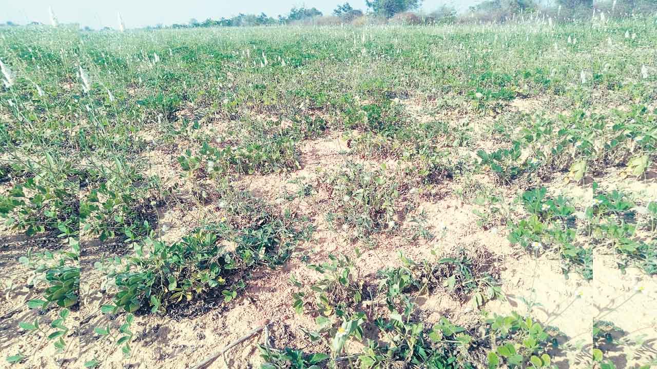 నీళ్లు లేక పండని పల్లి