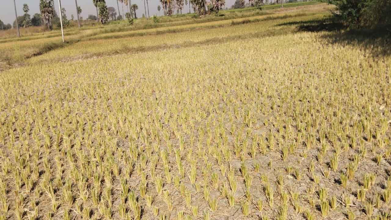 బిక్కేరుకు నీళ్లివ్వండి సారూ!