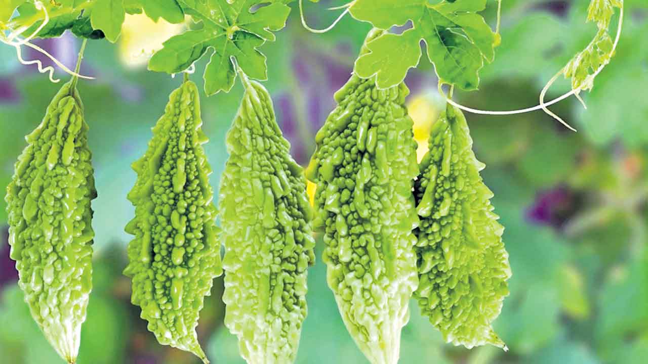 కాకరకాయ