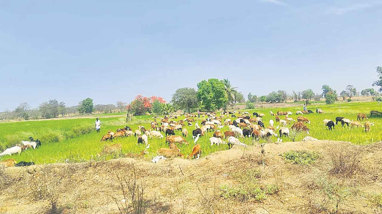 అన్నదాత ‘వరి’గోస